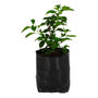 BUGAMBILEA NATURAL EXTERIOR SOL DIRECTO 37 X 14 CM FLORES MULTICOLOR