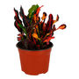 CROTO NATURAL INTERIOR MEDIA SOMBRA ORNAMENTAL MACETA 6" VARIOS COLORES