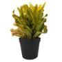 CROTO NATURAL INTERIOR MEDIA SOMBRA ORNAMENTAL MACETA 11" VARIOS COLORES