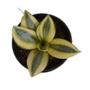 PLANTA SANSEVERIA HANII 4 PG