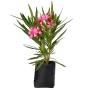 ROSA LAUREL NATURAL EXTERIOR SOL ARBUSTIVA 65 CM FLORES ROSAS