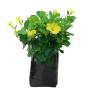 MANDEVILLA NATURAL EXTERIOR SOL DIRECTO TREPADORA 55 CM FLORES AMARILLAS