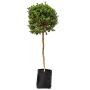 ARBOL ORNAMENTAL CENIZO DE 90 CM PARA EXTERIOR