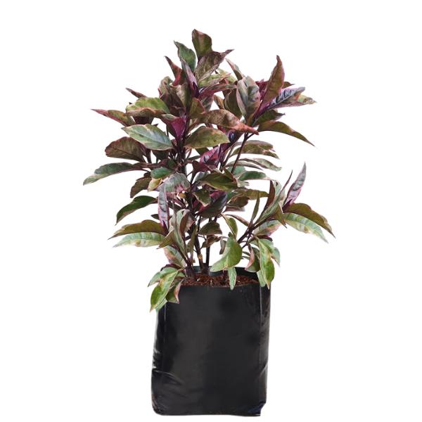 ARALIA NATURAL INTERIOR LUZ INDIRECTA ARBUSTIVA MACETA 30 VERDE VARIEGADO