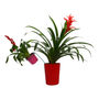 ARREGLO DE PLANTAS NATURAL HOGAR TROPICAL MACETA 10" MULTICOLOR