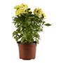 DALHIA NATURAL INTERIOR EXTERIOR MEDIA SOMBRA MACETA 6 PULGADAS FLORES MULTICOLOR