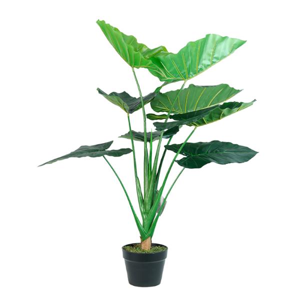 TARO DE 90 CM