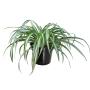 LISTON NATURAL INTERIOR MEDIA SOMBRA ORNAMENTAL MACETA 6" VERDE VARIEGADO