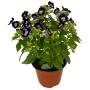 PLANTA TORENIA