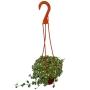 GLECHOMA NATURAL EXTERIOR MEDIA SOMBRA COLGANTE MACETA 5" VERDE