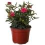 ROSA COSTER NATURAL EXTERIOR MEDIA SOMBRA MACETA 6" FLORES ROSAS