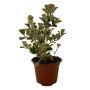 FICUS TRIANGULAR NATURAL INTERIOR LUZ INDIRECTA ORNAMENTAL MACETA 5" VERDE CON AMARILLO