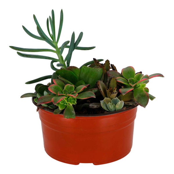 SUCULENTA NATURAL INTERIOR EXTERIOR SOL DIRECTO ORNAMENTAL MACETA 8" VERDE