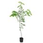 ARBOL ORNAMENTAL TABACHIN ENANO DE 65 CM PARA EXTERIOR