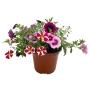 PLANTA CALIBRACHOA 5"