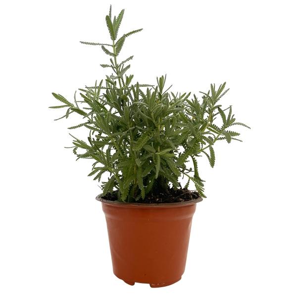 LAVANDA NATURAL EXTERIOR SOL DIRECTO MACETA 5" FLORES VIOLETAS
