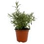 LAVANDA NATURAL EXTERIOR SOL DIRECTO MACETA 5" FLORES VIOLETAS