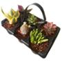 PLANTA SUCULENTA SIX PACK