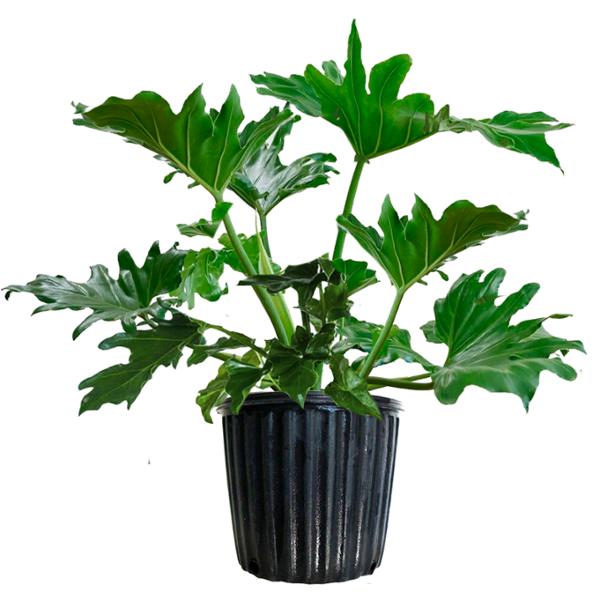 GARRA DE LEON NATURAL INTERIOR MEDIA SOMBRA TROPICAL 45 CM VERDE
