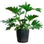 GARRA DE LEON NATURAL INTERIOR MEDIA SOMBRA TROPICAL 45 CM VERDE