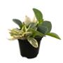 PEPEROMIA NATURAL INTERIOR LUZ INDIRECTA ORNAMENTAL MACETA 5" COLORES