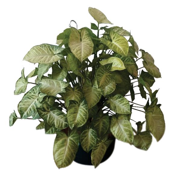 SYNGONIO NATURAL INTERIOR LUZ INDIRECTA COLGANTE MACETA 10" VERDE