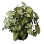 SYNGONIO NATURAL INTERIOR LUZ INDIRECTA COLGANTE MACETA 10" VERDE