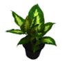 DIEFFENBACHIA NATURAL INTERIOR LUZ INDIRECTA TROPICAL MACETA 5" VERDE
