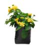 LANTANA NATURAL EXTERIOR SOL DIRECTO ARBUSTIVA 18 X 16 X 13 CM FLORES AMARILLAS