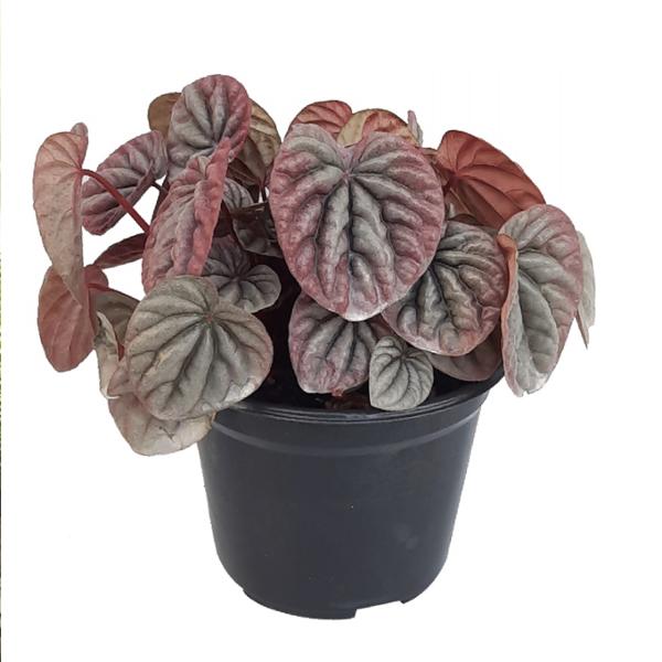 PLANTA CASCARA DE NUEZ NATURAL INTERIOR LUZ INDIRECTA COLGANTE MACETA 5" VERDE