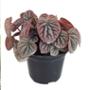 PLANTA CASCARA DE NUEZ NATURAL INTERIOR LUZ INDIRECTA COLGANTE MACETA 5" VERDE