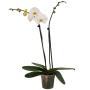 ORQUÍDEA NATURAL INTERIOR SOMBRA MACETA 5 PULGADAS FLORES MULTICOLOR
