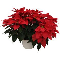 PLANTA NOCHEBUENA 10"