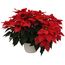 PLANTA NOCHEBUENA 10"