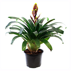 BROMELIA NATURAL INTERIOR SOMBRA MACETA 6 PULGADAS FLORES MULTICOLOR
