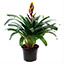BROMELIA NATURAL INTERIOR SOMBRA MACETA 6 PULGADAS FLORES MULTICOLOR