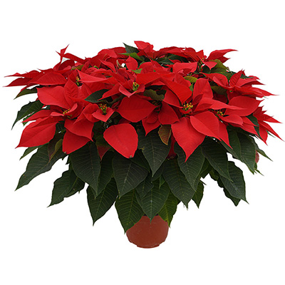 PLANTA NOCHEBUENA 8"