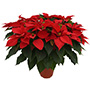 PLANTA NOCHEBUENA 8"
