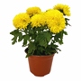 CRISANTEMO NATURAL INTERIOR MEDIA SOMBRA MACETA 5 PULGADAS FLORES SURTIDAS