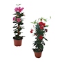 MANDEVILLA NATURAL EXTERIOR MEDIA SOMBRA MACETA 7 PULG FLORES MULTICOLOR