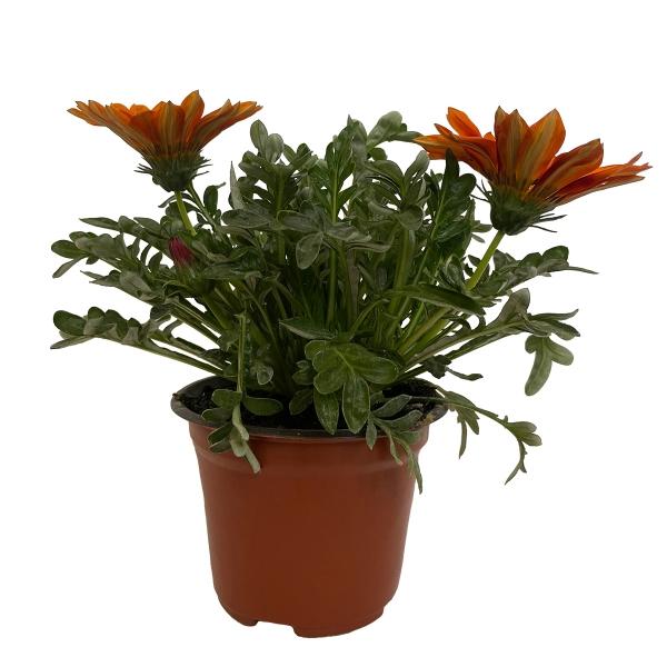 GAZANIA NATURAL EXTERIOR SOL DIRECTO COMPACTA MACETA 5" FLORES MULTICOLOR