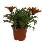 GAZANIA NATURAL EXTERIOR SOL DIRECTO COMPACTA MACETA 5" FLORES MULTICOLOR