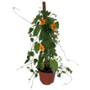 THUMBERGIA NATURAL EXTERIOR MEDIA SOMBRA TREPADORA MACETA 7 PULGADAS