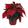PLANTA NOCHEBUENA 4"