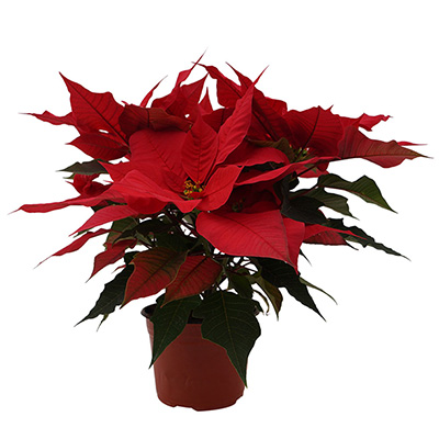 PLANTA NOCHEBUENA 6"