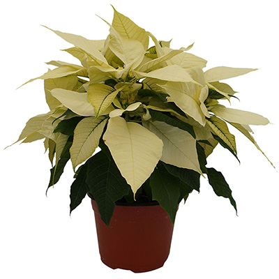PLANTA NOCHEBUENA BLANCA 6"