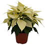 PLANTA NOCHEBUENA BLANCA 6"
