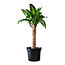 PALO DE BRASIL NATURAL INTERIOR/EXTERIOR MEDIA SOMBRA ORNAMENTAL MACETA 15 CM VERDE