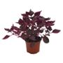 IRESINE NATURAL EXTERIOR MEDIA SOMBRA ORNAMENTAL MACETA 6" ROJO