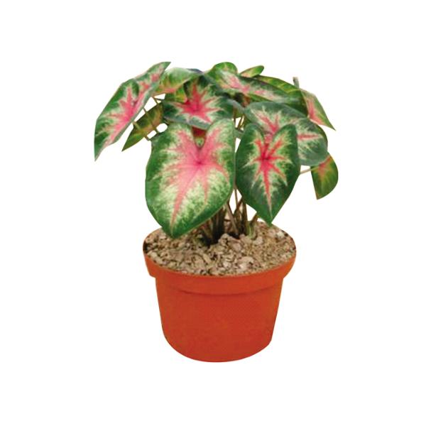 CALADIUM NATURAL INTERIOR MEDIA SOMBRA TROPICAL MACETA 6" MULTICOLOR